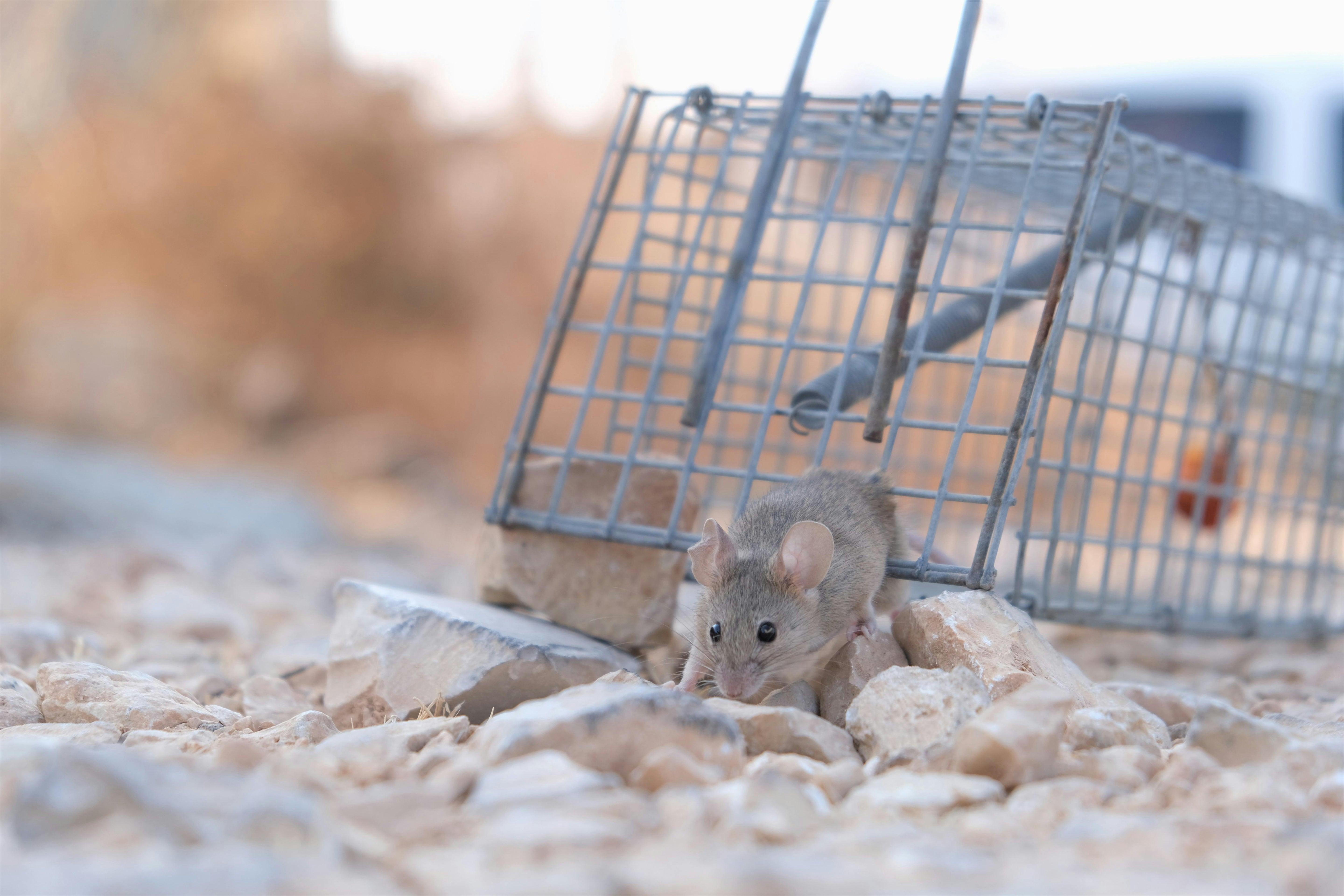 A small mouse escaping a metal trap on a rocky surface, showcasing its agility and survival instinct.